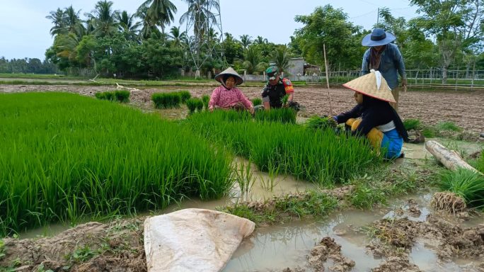 Serda Mardiansyah Ajak Masyarakat Jaga Ketahanan Pangan dengan Membantu Petani Mencabut Bibit Padi