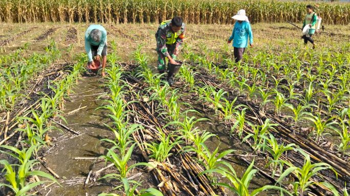 Babinsa Koramil 07/Semadam Bantu Petani Pupuk Jagung