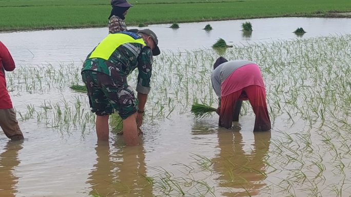 Babinsa Koramil 04/Bendahara Turun Kesawah Bantu Petani Menanam Padi