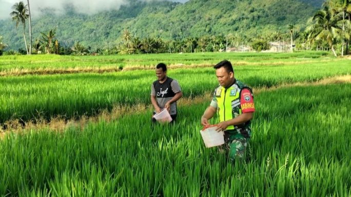 Babinsa Koramil 0108-05/Lawe Alas Membantu Petani Pemupukan Padi di Sawah