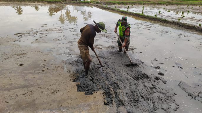 Babinsa Koramil 16/Pdw Bantu Petani Olah Lahan Sawah Persiapan Tanam Rendeng