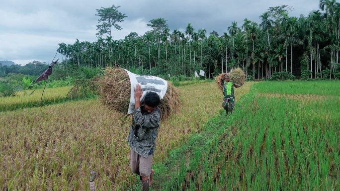 Peduli Petani, Babinsa Serda Saiful Bahri Turun Tangan Angkut Padi Hasil Panen