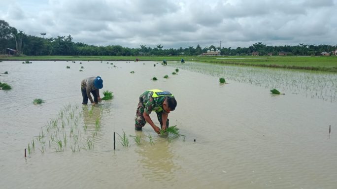 Dukung Ketahanan Pangan Wilayah, Babinsa Bantu Petani Tanam Padi