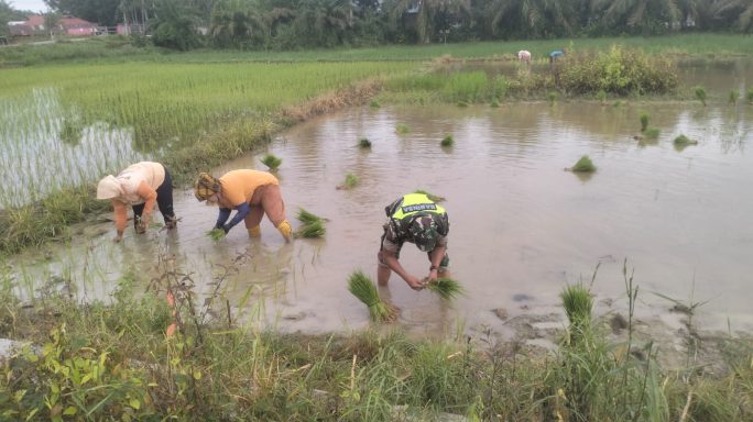 Semangat Petani Dalam Tanam Padi Bersama Babinsa Wilayah Binaan