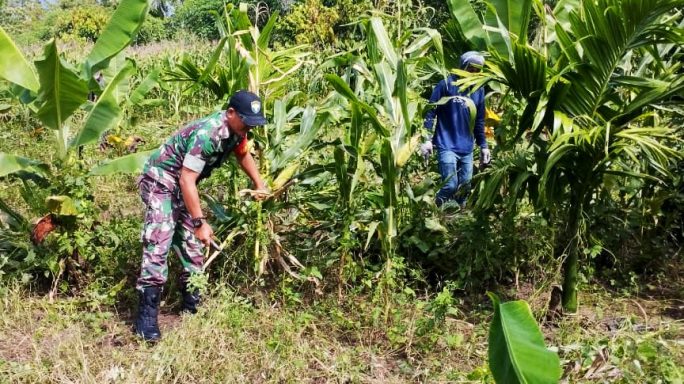 Wujud Kepedulian TNI, Babinsa Sertu Darmawan Bantu Warga Gampong Panca Panen Jagung