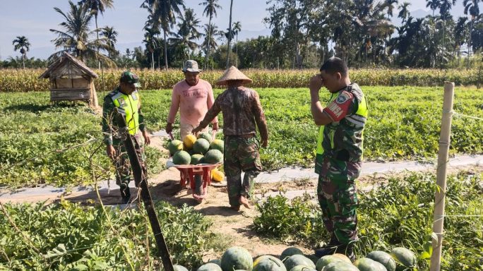 Babinsa Koramil 0108-05/Lawe Alas Bantu Warga Panen Semangka Di Desa Binaan