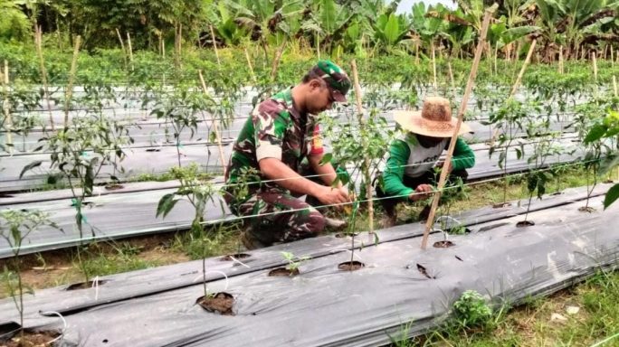 Babinsa Aktif di Sawah, Cabai Merah Keriting Pasca Musim Hujan Makin Produktif