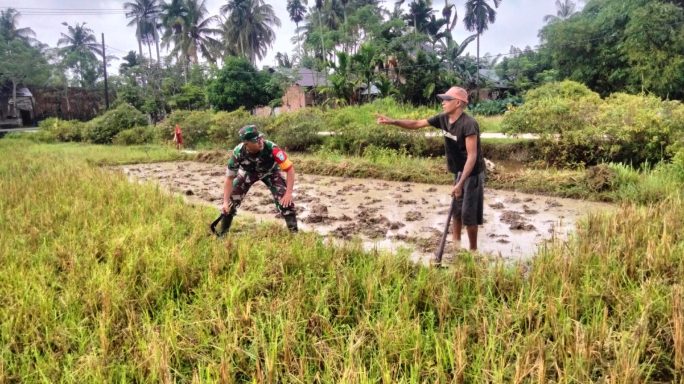 Hadir di Tengah Petani: Babinsa Koramil 15/Plkb Olah Sawah Bersama Warga