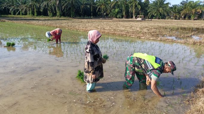 Percepat Masa Tanam Babinsa Dampingi Petani Tanam Padi