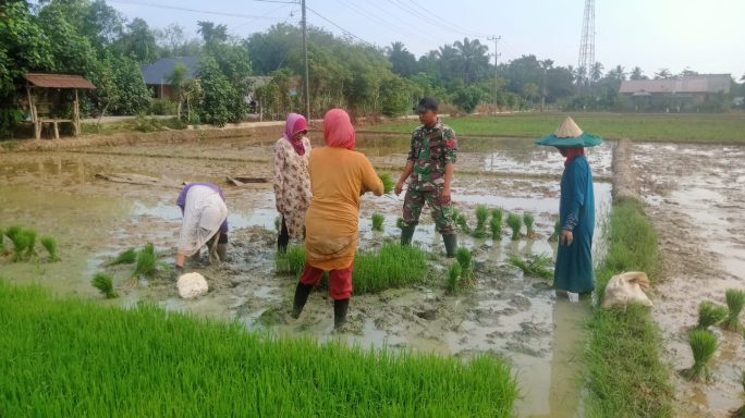 Babinsa Koramil 07/Julok Bantu Masyarakat dalam Penanaman Padi untuk