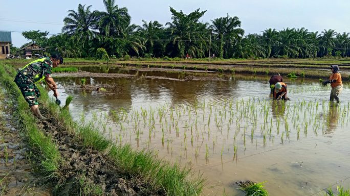 Sukseskan Swasembada Pangan, Babinsa Dampingi Petani Tanam Padi