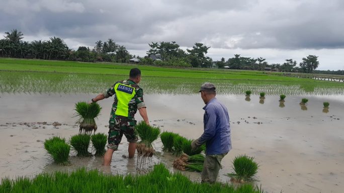 Aksi Babinsa Koramil 03/Seruway Turun Kesawah Bantu Petani Cabut Bibit Padi Siap Tanam