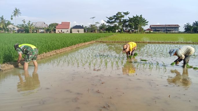 Babinsa Koramil 09/Banda Mulia Bantu Petani Tanam Padi