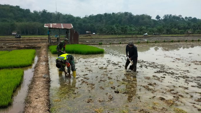 Babinsa Koramil 03/Rantau Selamat, Dampingi Petani Olah Sawah untuk Penyemaian Bibit Padi