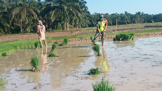Sertu Prambudiono Turun Tangan Bantu Petani di Aceh Timur, Percepat Proses Penanaman Padi”