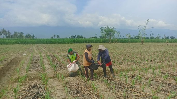 Babinsa Hadir Ke Lapangan Bantu Petani Pupuk Tanaman Jagung Petani