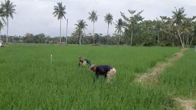 Babinsa Koramil 03/Seruway Bantu Petani Bersihkan Gulma