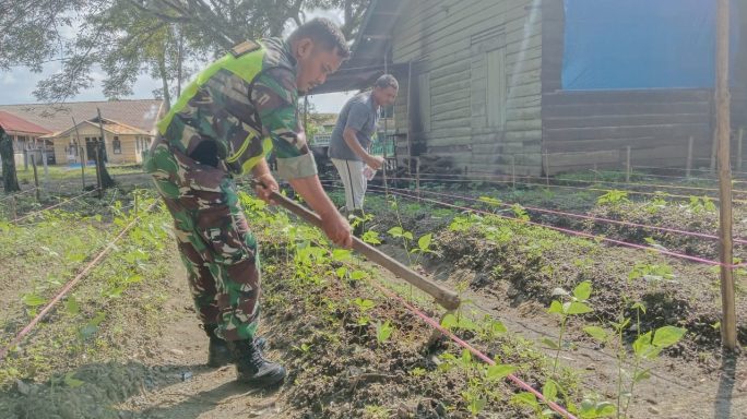 Wujud Keakraban Babinsa Bantu Petani Rawat Tanaman Kacang Panjang