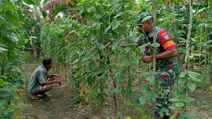 Dari Lahan Kosong Jadi Sumber Penghasilan, Babinsa Bantu Warga Capai Kemandirian Ekonomi