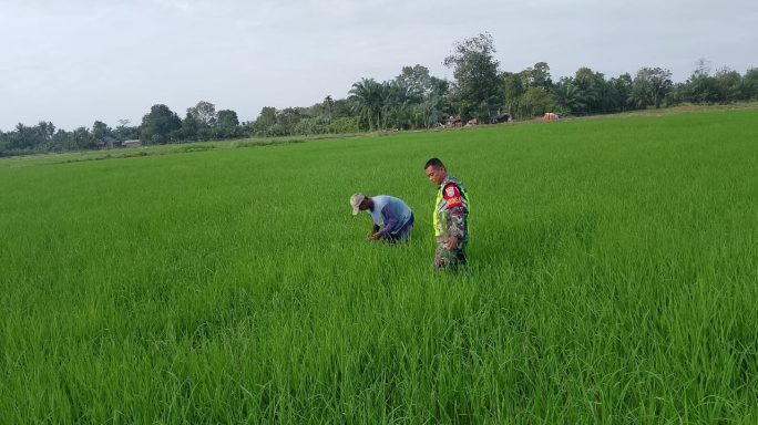 Maksimalkan Pertumbuhan Tanaman Padi, Serka Budi Gunawan Bantu Petani Bersihkan Gulma