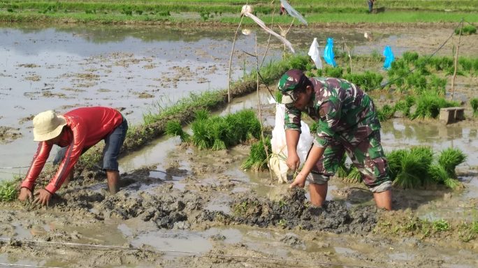 Babinsa Reuleng Karieng Turun Tangan Bantu Petani Bersihkan Gulma Sawah