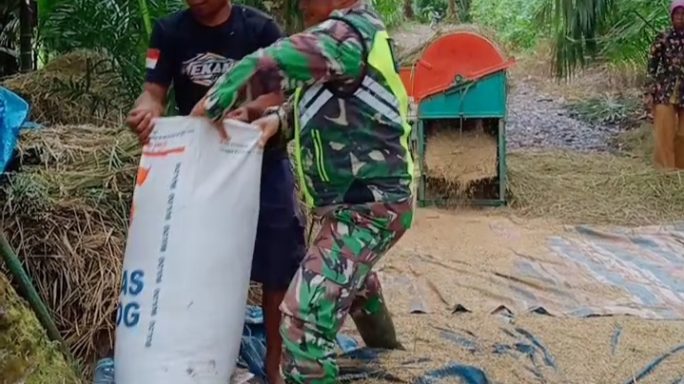 Bentuk Nyata, Babinsa Turun Ke Sawah Bantu Petani Merontokkan Padi