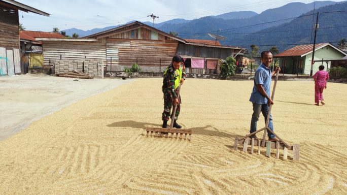 Babinsa Koramil 05/lawe Alas Bantu Warga Jemur Padi Pasca Panen