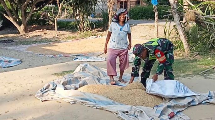 Menjaga Kualitas Hasil Panen, Babinsa Koramil 04/Bendahara Bantu Petani Jemur Padi