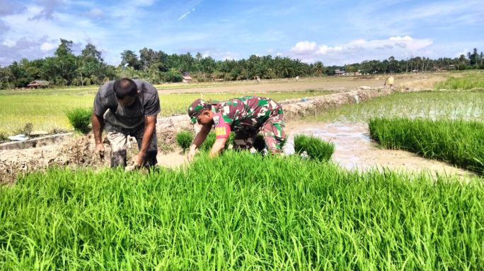 Program Swasembada Pangan: Sertu Asrian Toni Membantu Petani