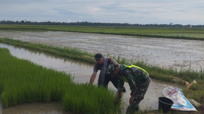 Persiapan Masa Tanam, Babinsa Koramil 09/Banda Mulia Bantu Petani Cabut Bibit Padi