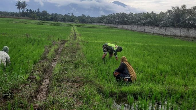 Jaga Pertumbuhan Tanaman Babinsa Bantu Semprot Dan Bersihkan Gulma Padi