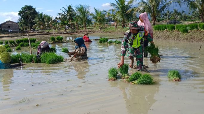 Penuh Kegembiraan Babinsa Bantu dan Semangati Petani Cabut Bibit Padi