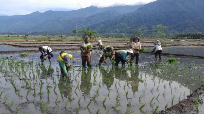 Sukseskan Program Swasembada Pangan Nasuonal Babinsa Hadir Dampingi Petani Tanam Padi