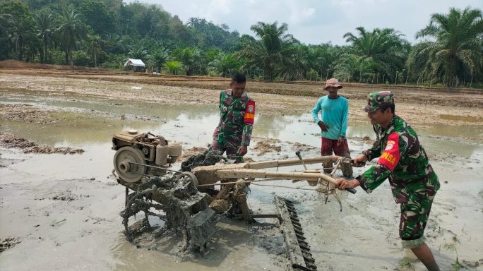 Babinsa Koramil 03/Rts Kodim 0104/Atim Bantu Petani di sawah.
