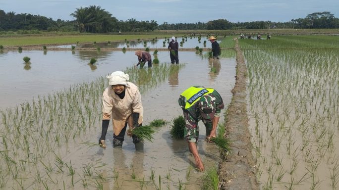 Babinsa Bantu Dan Semangati Petani Tanam Padi Di Desa