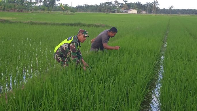 Peran Aktif Babinsa Koramil 03/Seruway Dampingi Petani Pantau Perkembangan Tanaman Padi