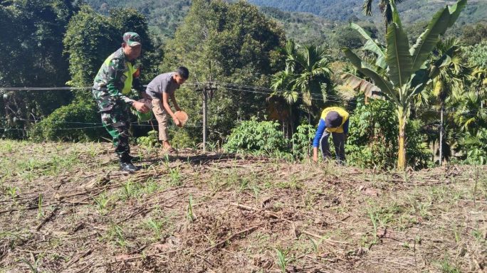 Supaya Tanaman Menjadi Subur Babinsa Dampingi Petani Pupuk Jagung