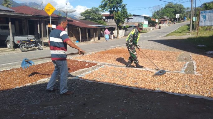 Wujud Kedekatan Bersama Warga Babinsa Bantu Jemur Coklat