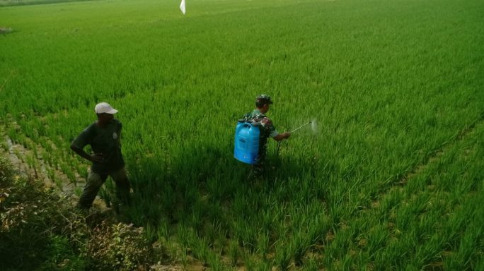 Babinsa Koramil 09/Nurussalam Bantu Petani dengan Pendampingan Penyemprotan Hama di Lahan Padi