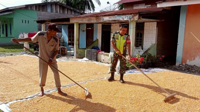 Babinsa Bantu Jemur Jagung Warga Desa Binaan