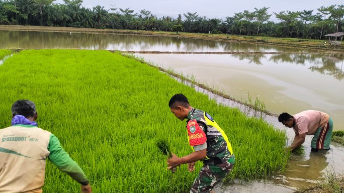 Babinsa Senebok Aceh Bantu Petani Cabut Bibit Padi