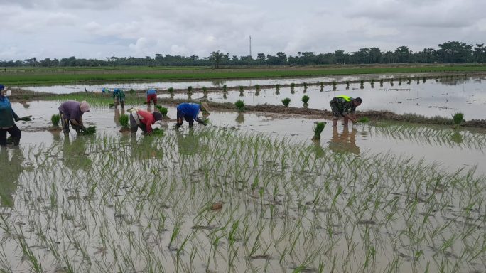 Babinsa Koramil 03/Seruway Bantu Petani Tanam Padi Wujudkan Ketahanan Pangan