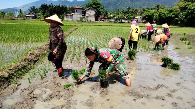 Bukti Nyata Peran TNI dalam Mendukung Ketahanan Pangan
