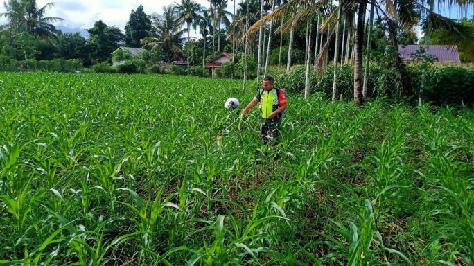 Bantu Penyemprotan Gulma jagung Babinsa wujudkan Ketahanan Pangan