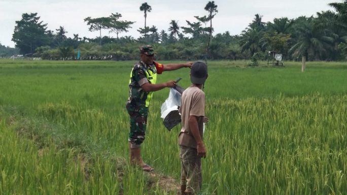 Babinsa Bantu Petani Pasang Pagar Di Sawah Untuk Mencegah Masuknya Hewan Yang Mengganggu Pertumbuhan Padi