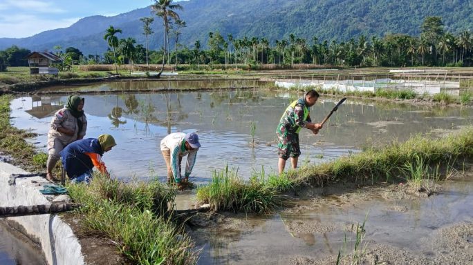 Babinsa Bantu Petani Laksanakan Pembersihan Lahan Bedeng Sawah
