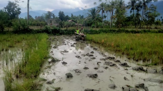 Galakkan Program Swasembada Pangan Pemerintah Babinsa Bantu Petani Bajak Sawah