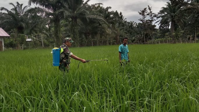 Dukung Swasembada Pangan,Babinsa dan Petani Bersinergi