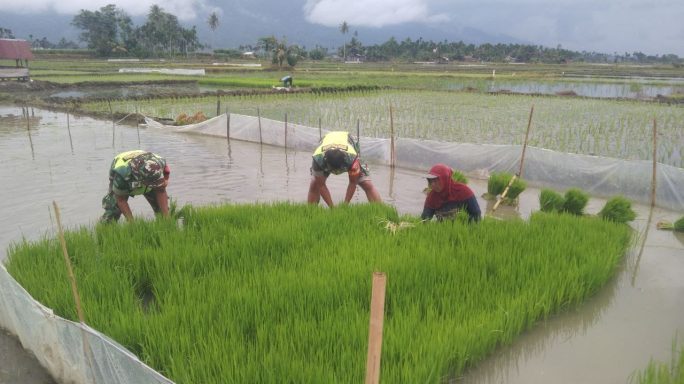 Percepat Masa Tanam Serentak Babinsa Bantu Petani Cabut Bibit Padi