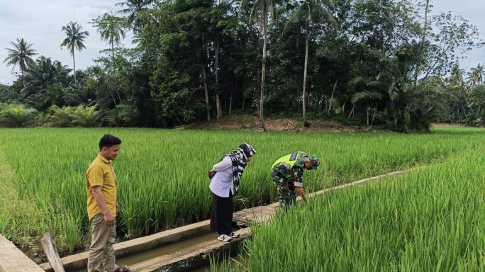 Babinsa Bersama PPL Turun Ke Sawah Cek Kondisi Tanaman Padi Wilayah Desa Binaan